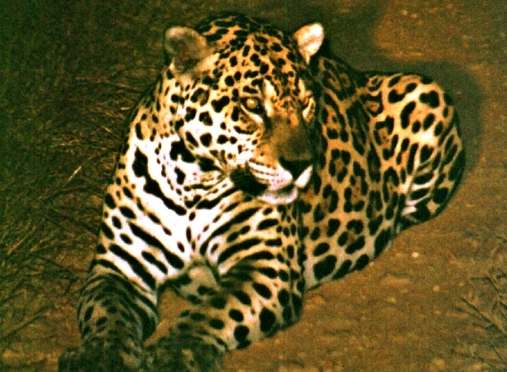 jaguar animal pictures. Jaguar