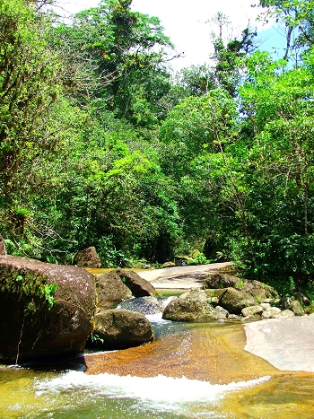 Jungle