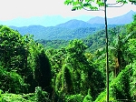 Jungle