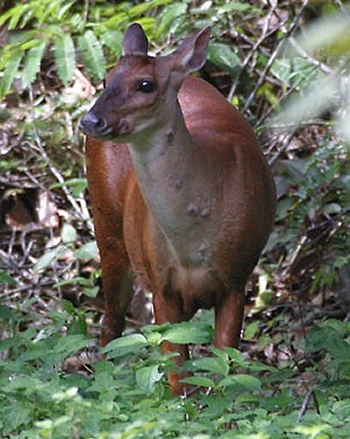 Red brocket deer
