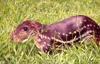 Paca