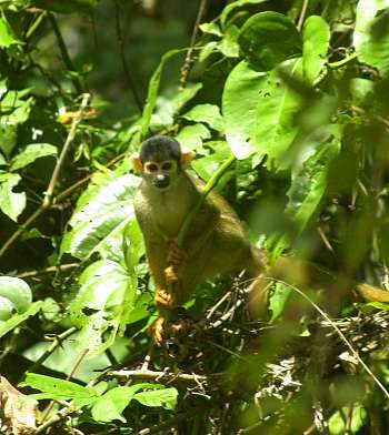 Squirrel monkey