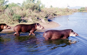 Tapir