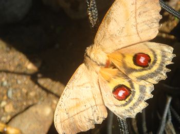 Moth at base camp