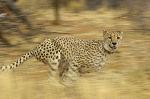 Cheetah