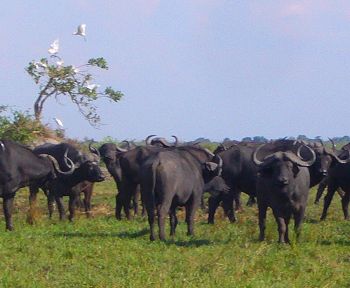 Water buffalo