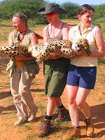Carrying a sedated cheetah