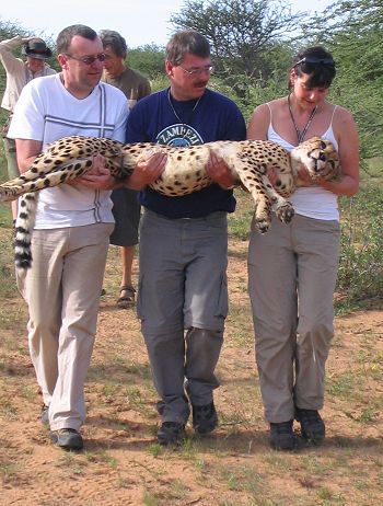 Transferring a sedated cheetah to be radio-collared