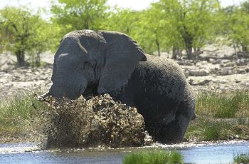Elephant