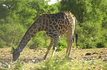 Giraffe