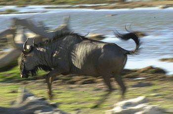 Wildebeest