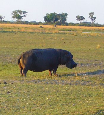 Hippo