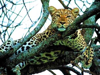 Leopard