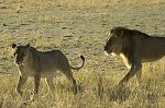 Lions