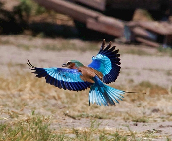 A lilac-breasted roller visting base