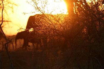 Elephants milling around base camp