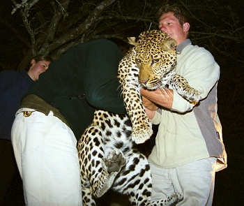 Handling a sedated leopard after be radio-collaring