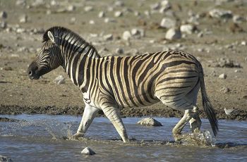 Zebra