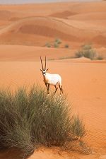 Arabian oryx