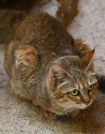 Gordon's wildcat