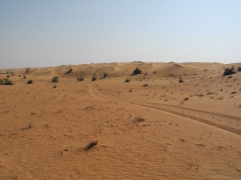 Desert landscape