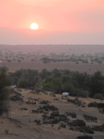 Desert landscape & study site