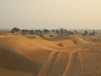 Desert landscape