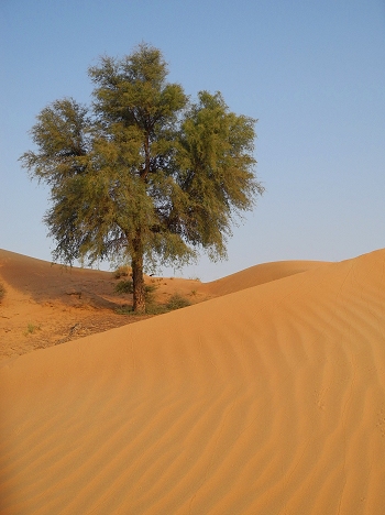 Desert landscape & study site
