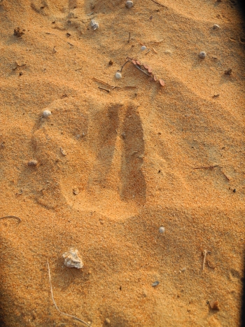 Gazelle track
