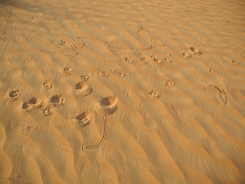 Track m&ecirc;l&eacute;e
