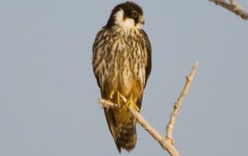 Eurasian hobby