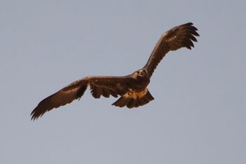 Golden eagle
