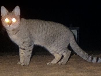 Gordon's wildcat
