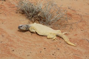 Leptien's spiny-tailed lizard