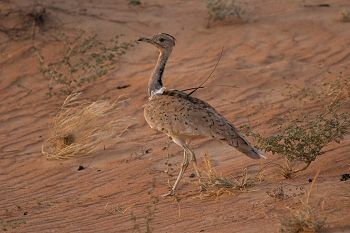 Macqueen's bustard