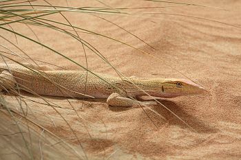 Monitor lizard