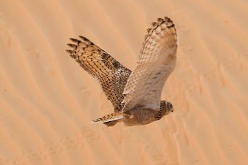 Pharao eagle owl
