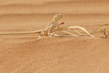 Toad-headed agama