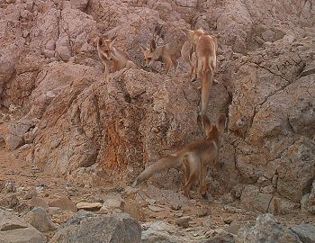 Arabian fox