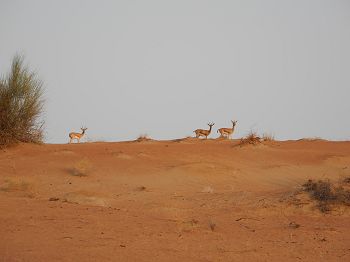 Arabian gazelle