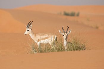 Arabian gazelle