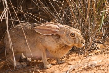 Arabian hare