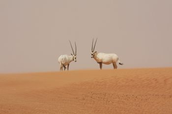 Arabian oryx