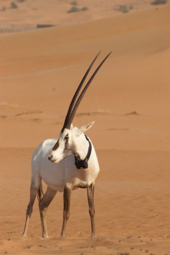 Arabian oryx
