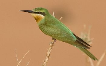 Blue-cheeked bee-eater