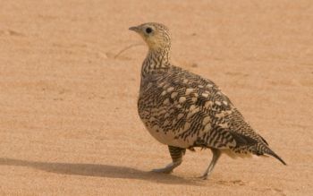 Chestnut-bellied sandgrouse