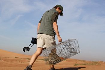 Trapping & collaring Gordon's wildcat
