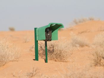 Camera trap in place