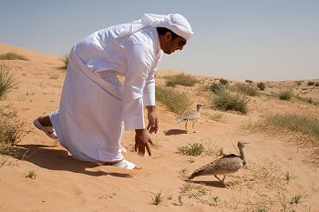 Releasing Macqueen's bustard with telemery antenna fitted