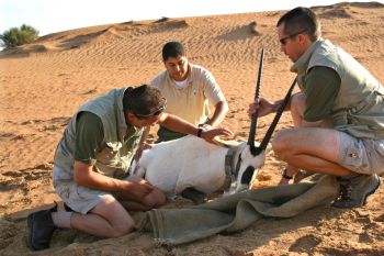 Collaring a sedated Arabian oryx